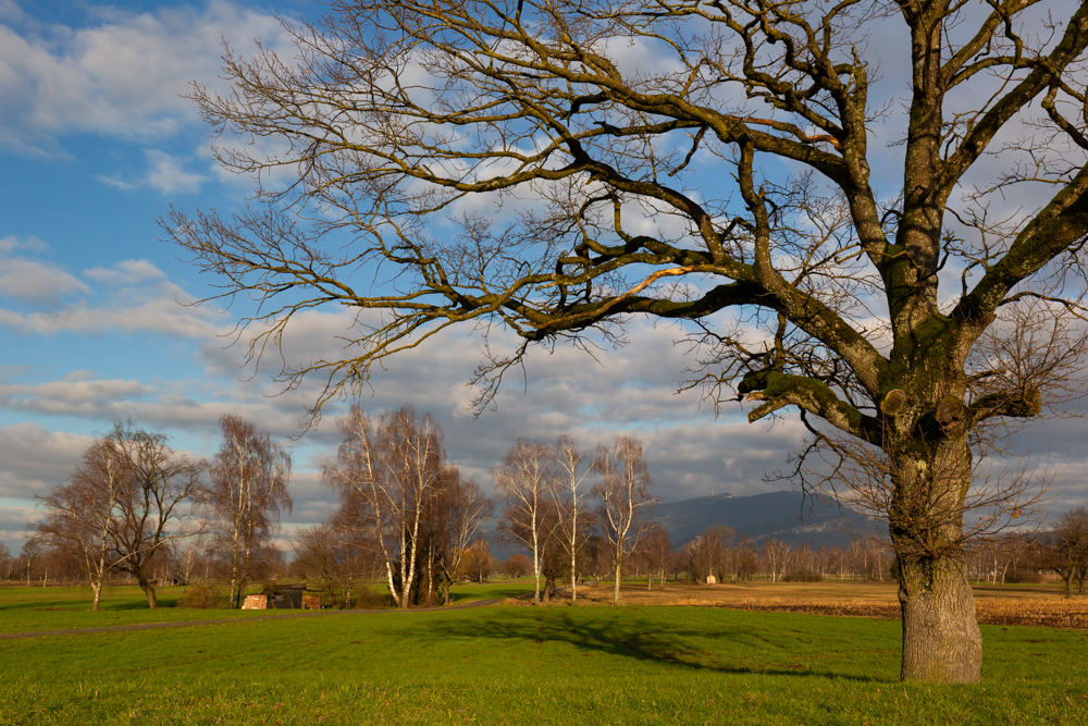 Lauteracherried im Jänner 65